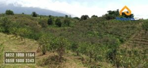 Kebun Dijual Murah