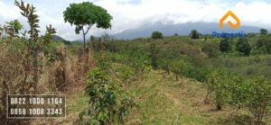 Kebun Dijual Murah