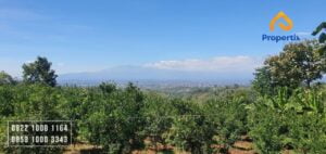 Tanah Kebun Strategis