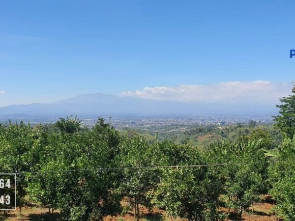 Tanah Kebun Strategis