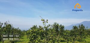 Kebun Jeruk Murah