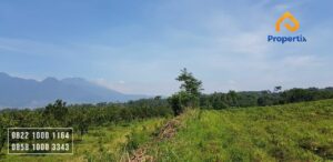 Kebun Jeruk Murah