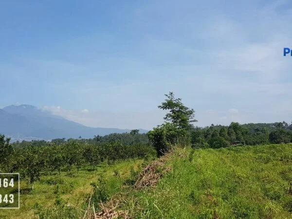 Kebun Jeruk Murah