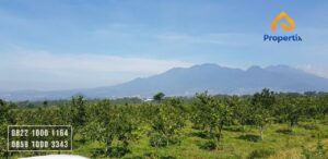 Kebun Jeruk Murah