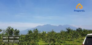 Kebun Jeruk Murah