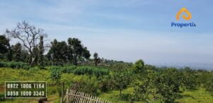 Kebun Jeruk Murah