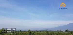 Kebun Jeruk Murah