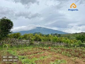 Tanah Kebun