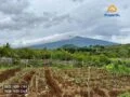 Tanah Kebun