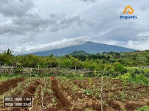 Tanah Kebun