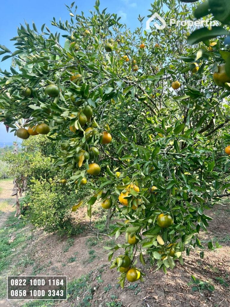 Kebun Jeruk Produktif