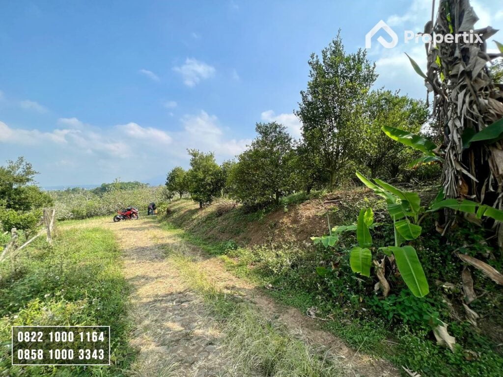 Kebun Jeruk Produktif