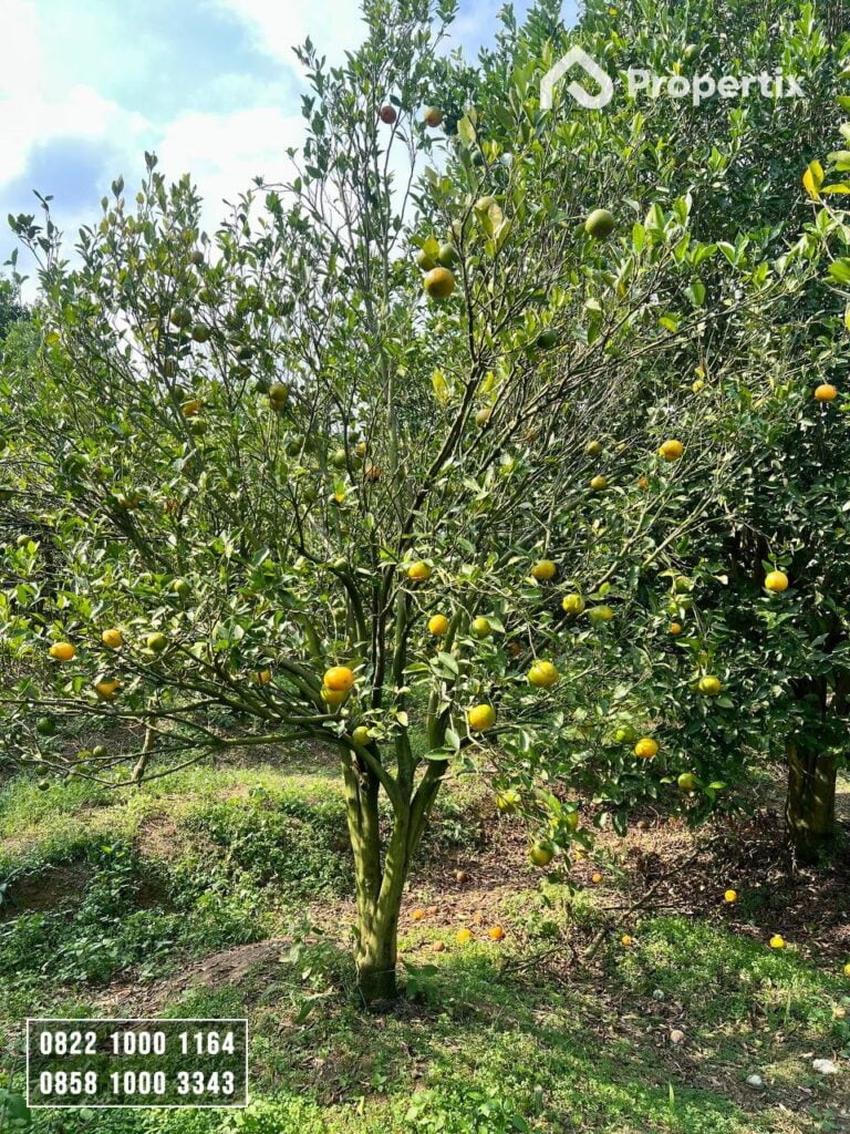 Kebun Jeruk Produktif