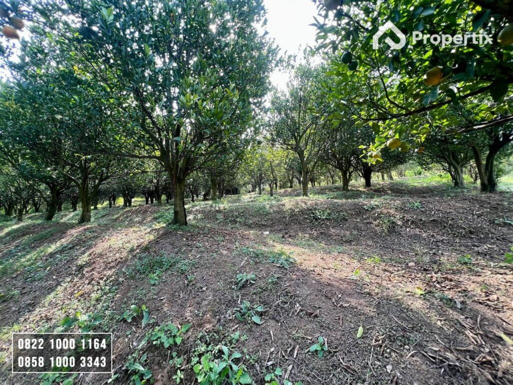 Kebun Jeruk Produktif