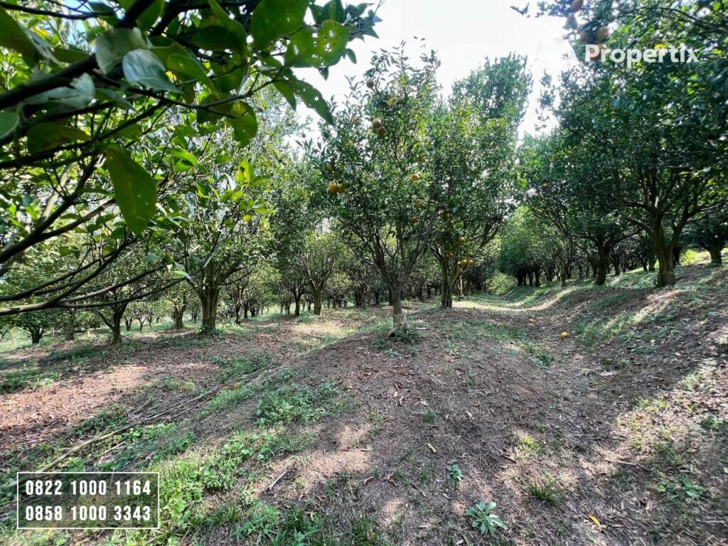 Kebun Jeruk Produktif