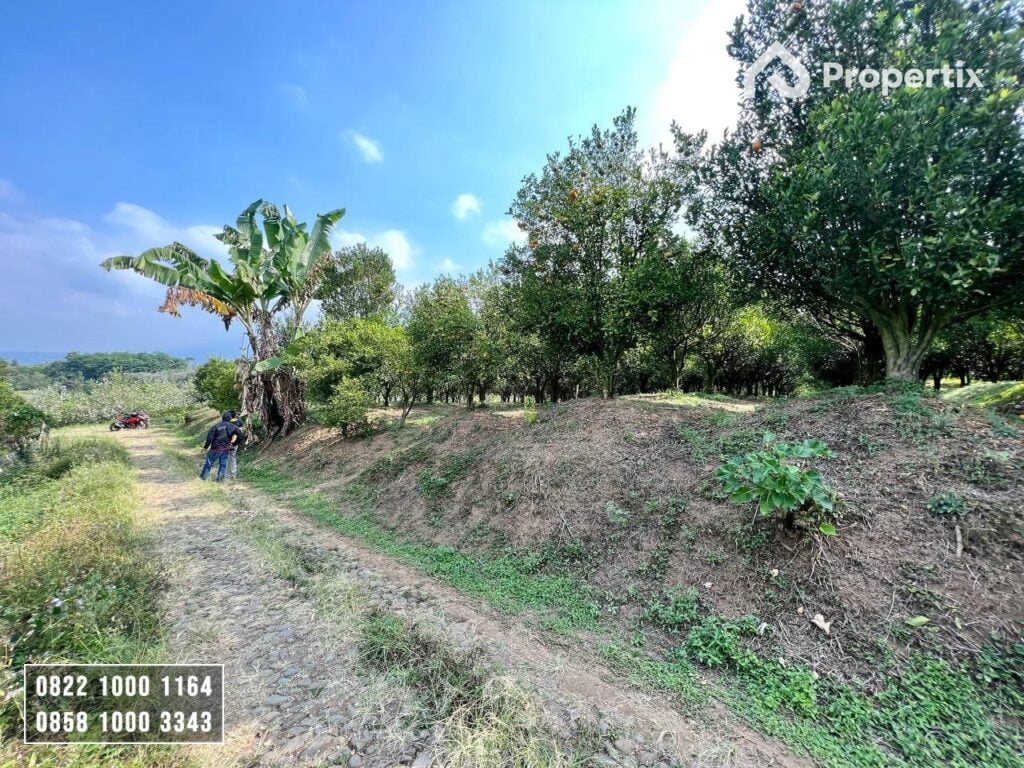 Kebun Jeruk Produktif