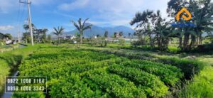 Tanah Murah di Kota Batu