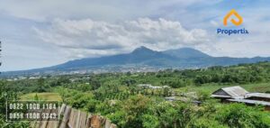 kebun jeruk murah