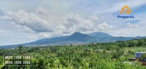 Kebun Jeruk Dijual di Kota Batu