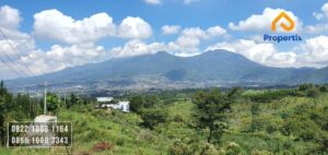 jual kebun jeruk