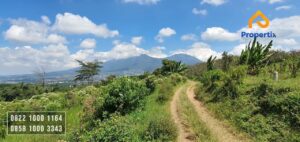 kebun jeruk murah