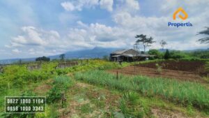 Tanah Kebun Dijual