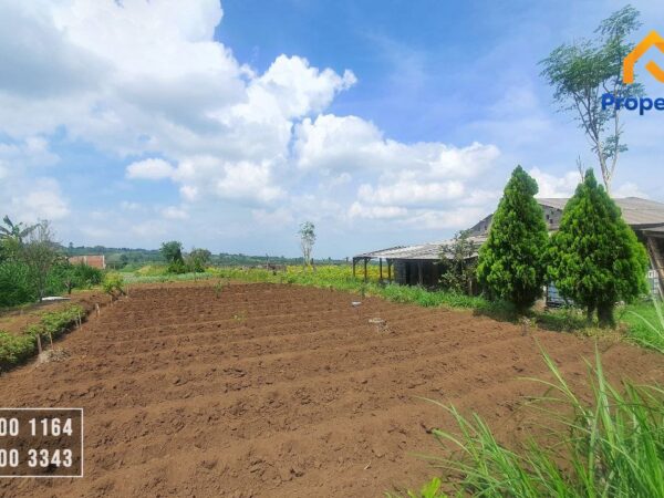 Tanah Kebun Dijual