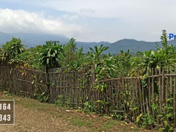 Dijual Tanah Kebun Lemon