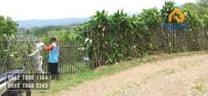 Dijual Tanah Kebun Lemon