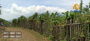 Dijual Tanah Kebun Lemon