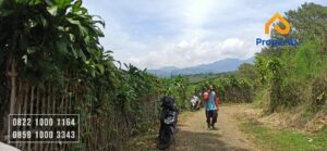 Dijual Tanah Kebun Lemon