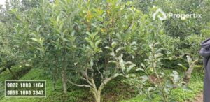 Kebun Apel Dijual