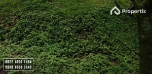Kebun Apel Dijual