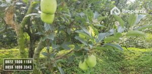 Kebun Apel Dijual