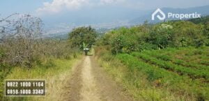 Tanah Kebun Harga Murah
