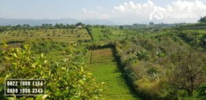 Tanah Kebun Harga Murah